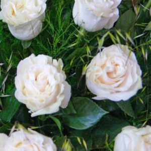 Ramo Impulso 6 rosas blancas - Fiuncho Floristeria a domicilio santiago
